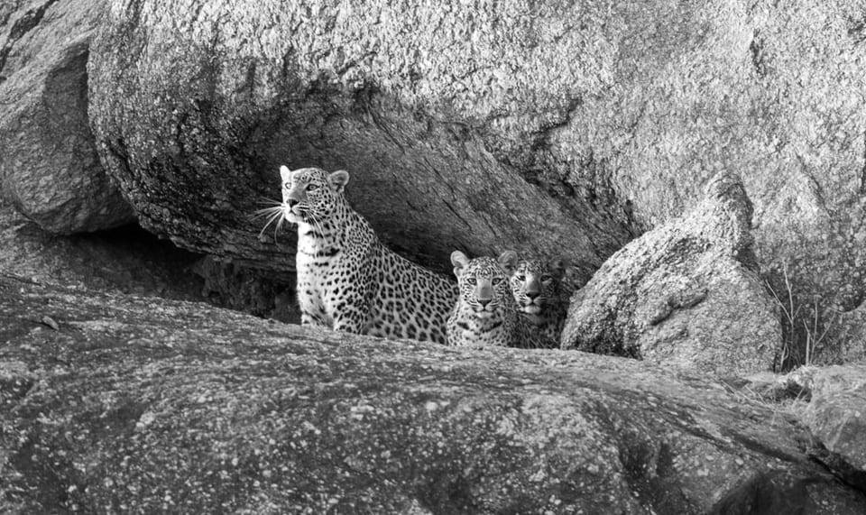 leopard jungle safari in jawai
