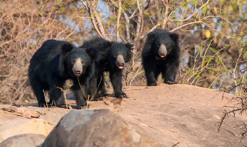 leopard jungle safari in jawai