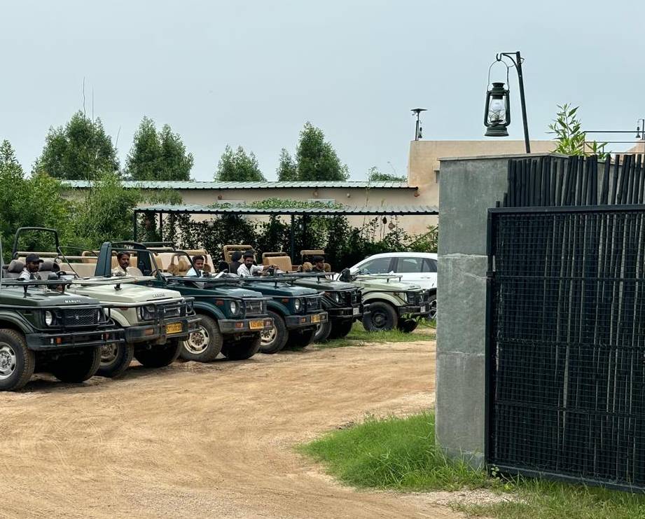 leopard jungle safari in jawai