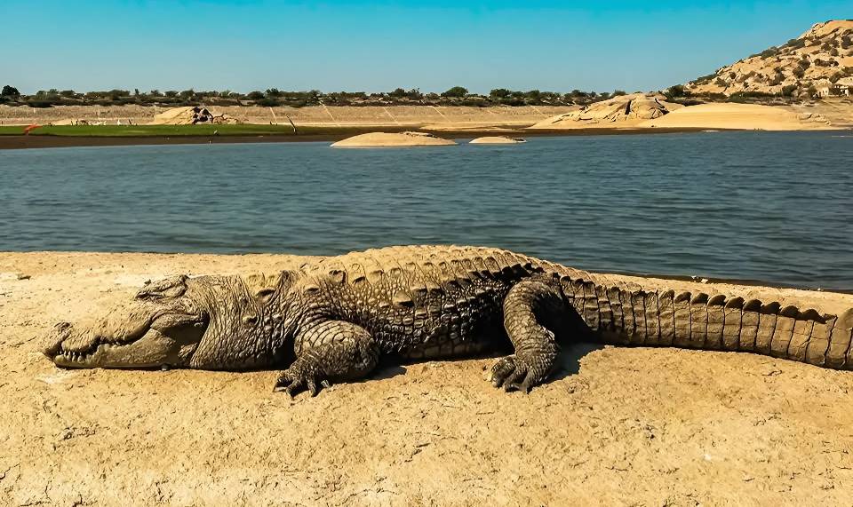 leopard jungle safari in jawai