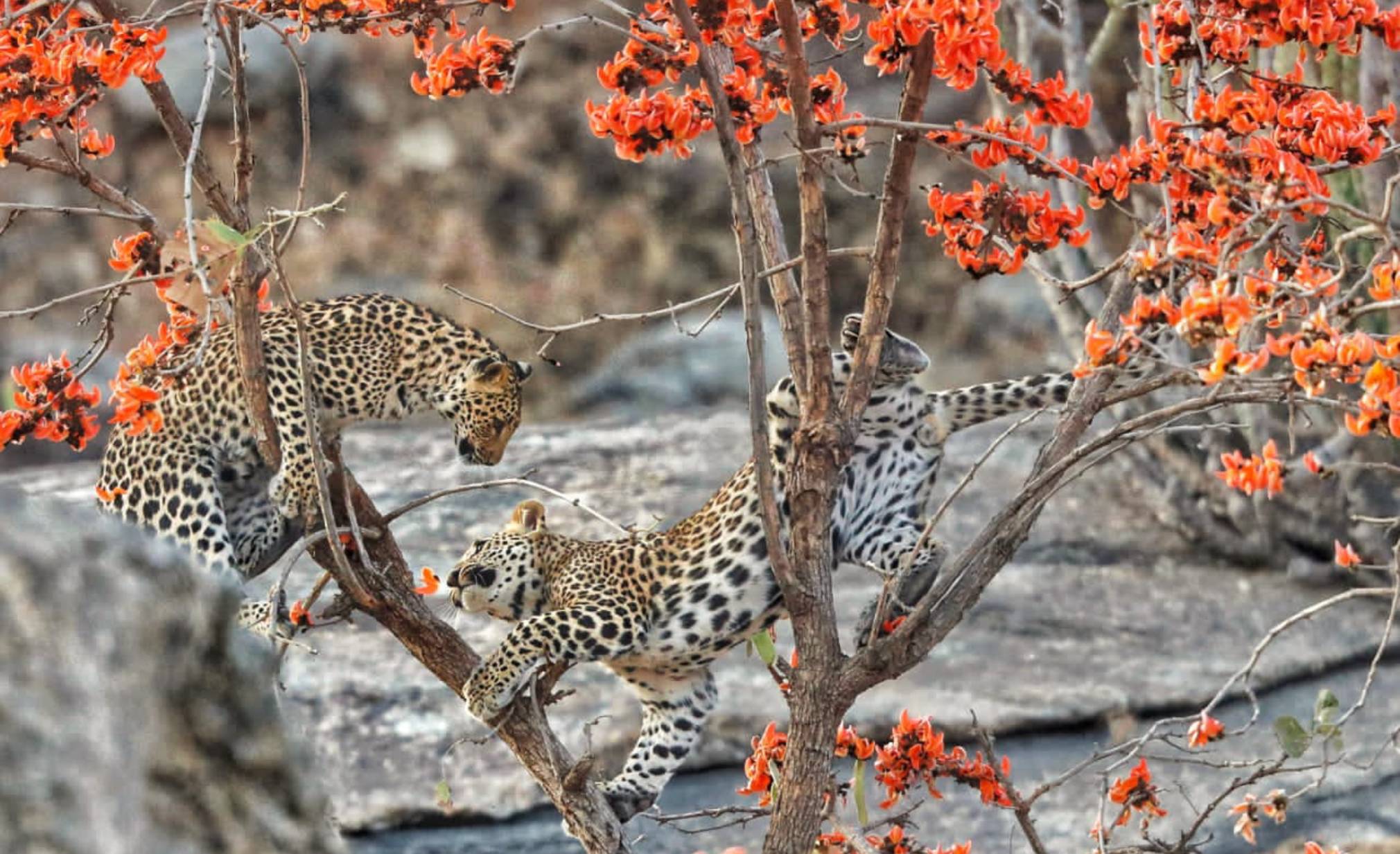 luxury camps in Jawai