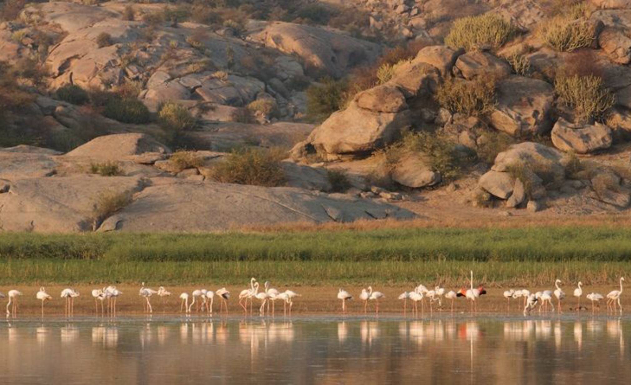 luxury camps in Jawai