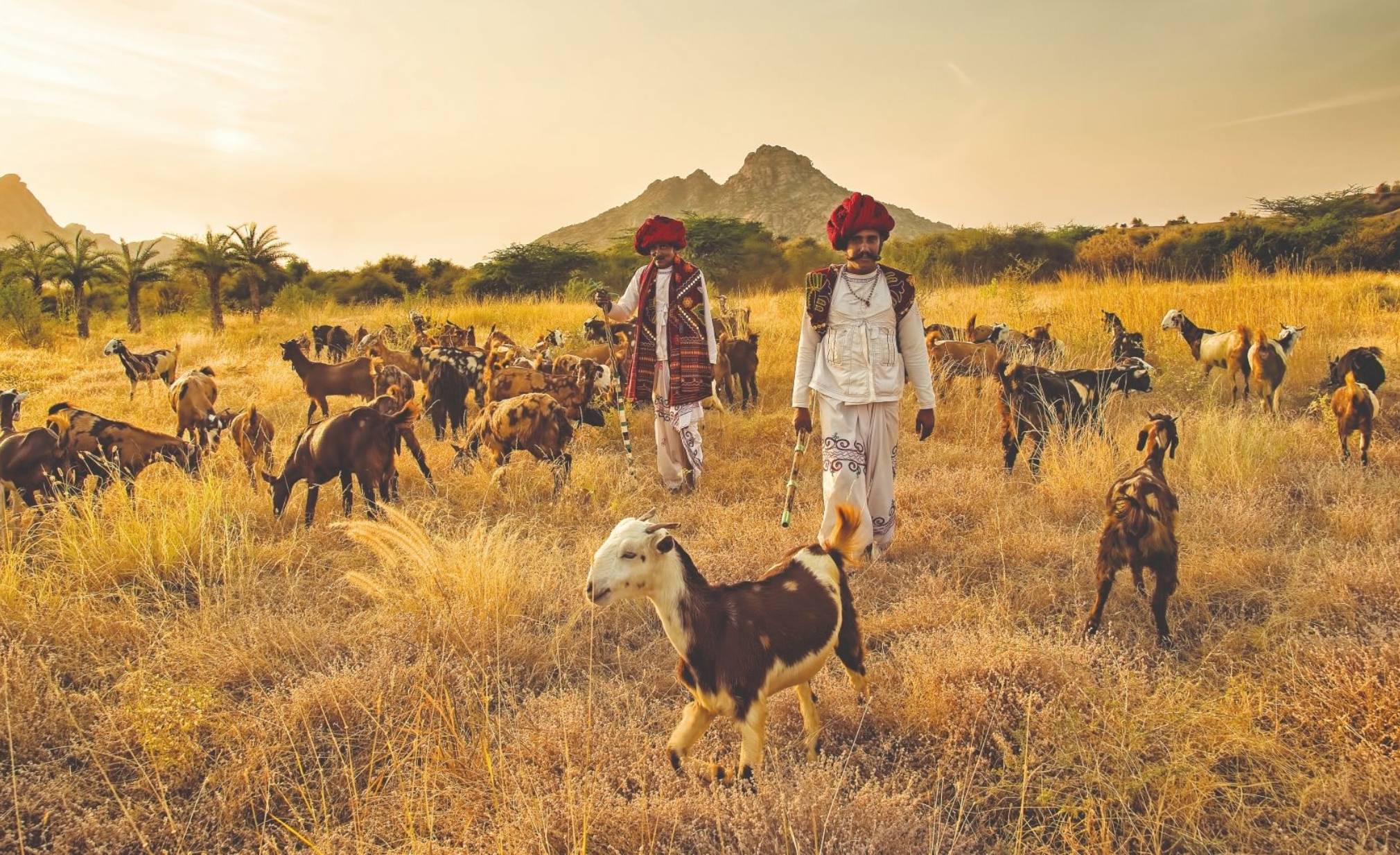 luxury camps in Jawai